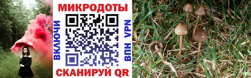 Псилоцибиновые грибы Magic Shrooms  ОМГ ОМГ ONION  Вяземский  купить наркотики цена 